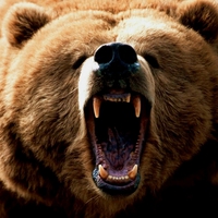 Grizzly Bear Roar