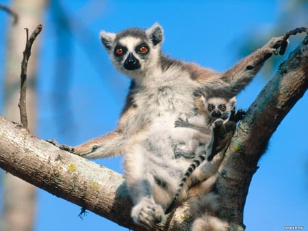 Untitled Wallpaper - lemur, wonderful animal, ring tailed lemur, leptilemur mustilinus, madagascar