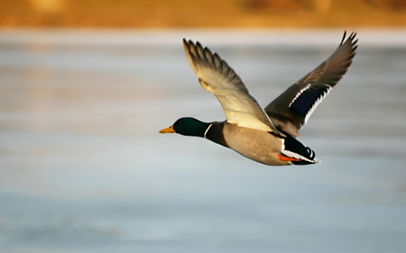 Untitled Wallpaper - duck, flying, more