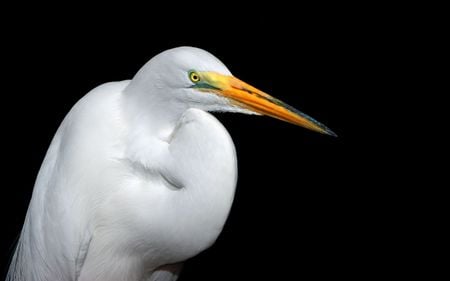 Untitled Wallpaper - white heron, heron