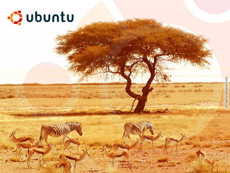 Wild ubuntu - is absolutely amazing, african animals on one tree hill, cool, ubuntu, africa