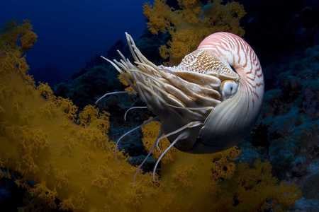 Under the Sea 3D - warner brother, under the sea, xxl, wb, osprey reef, chambered nautilus, australia, reef, nautilus pompilius, fish, imax