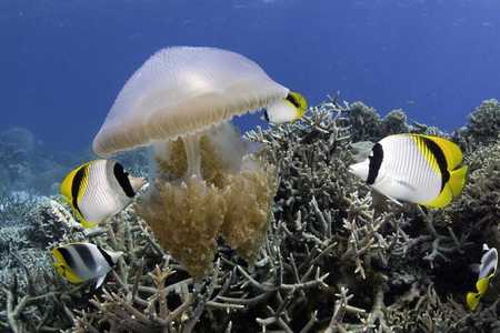 Under the Sea 3D - warner brother, under the sea, xxl, wb, jellyfish, barrier reef, great barrier reef, australia, chaetodon ulietensis, butterflyfish, fish, imax, thysanostoma thysanura