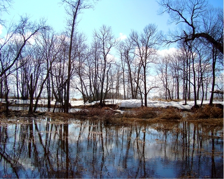 By the rivers edge - nature, autumn, trees, woods, river, water, photograph, spring