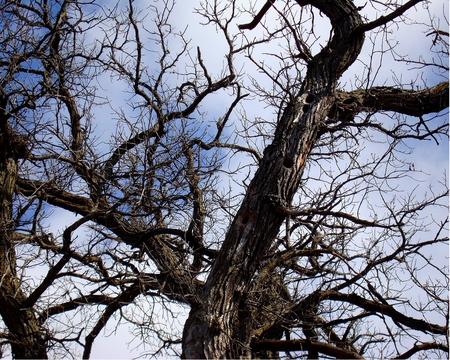 Old tree - nature, autumn, forest, woods, tree, photograph, spring