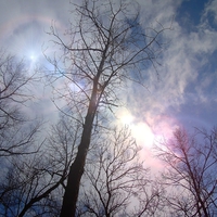 Through the tree tops