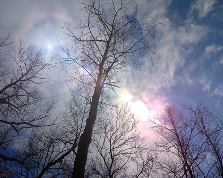 Through the tree tops - sky, autumn, spring, nature, abstract, forest, clouds, tree, photograph