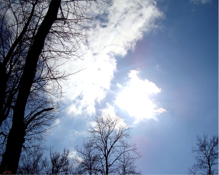 Through the tree tops 2 - nature, sky, autumn, trees, forest, clouds, photograph, spring