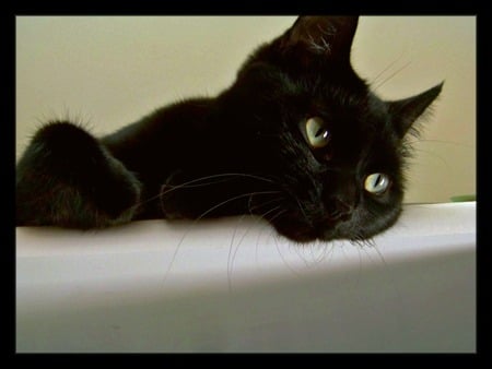 Cat In Lazy Daze - black, animal, photography, lazy, daze, cat