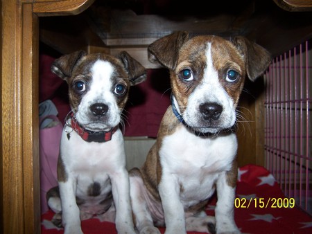 Rosy and Sheena - beagle, boston terrier, dog