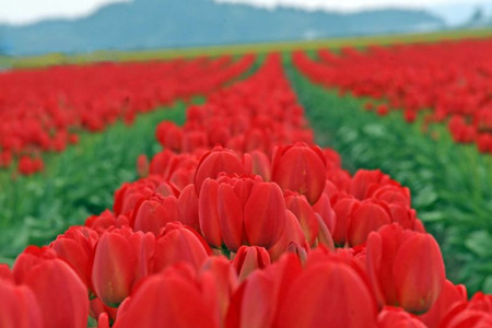 Red tulip field - may, tulips, red, april, spring, field