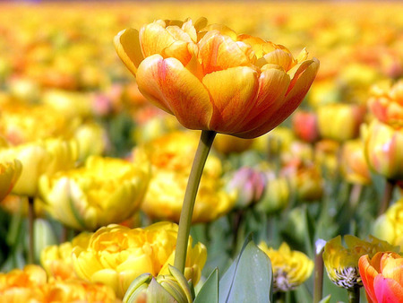 double tulips - fancy, spring, flower, tulip