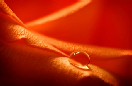 drop on petals - makro, abstract, drop, orange