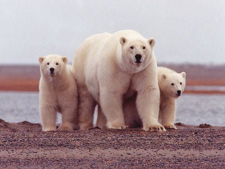 Polar Bear Family - stone, bears, bear, polar bear, sea, polar bears