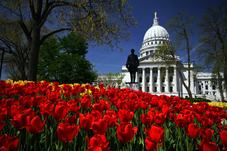 capitol spring - capitol, tulips, usa, spring