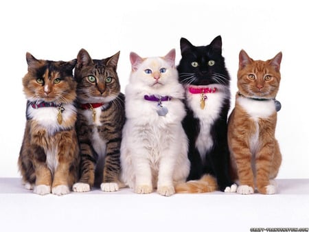 Cute cats - white backdrop, cats