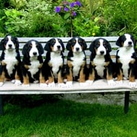 six dogs