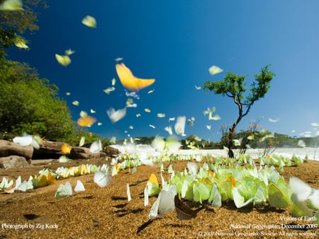 Brazillan Butterflies - nature, brasil, animals, brazil, earth, butterflies