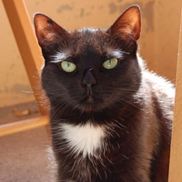 Black Cat
