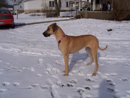 Stella - snow, dog, great dane