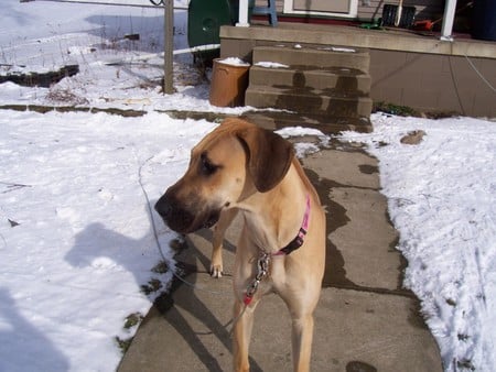 Stella 2 - great dane, dog, snow