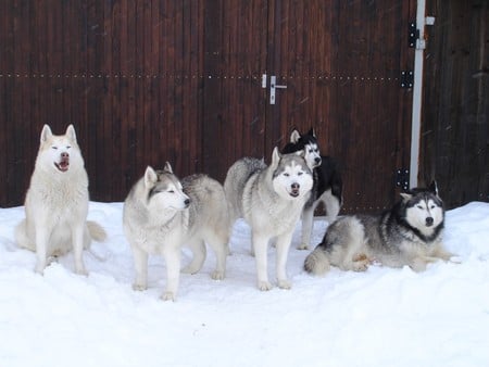 husky and malamute - dogs, siberian husky, alaskan malamute