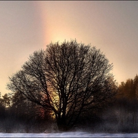 rainbow tree 