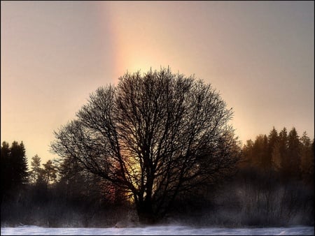 rainbow tree  - rainbow-tree-