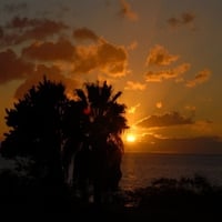 sunset behind palms 