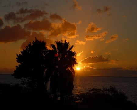 sunset behind palms  - sunset