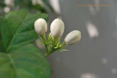 Three jasmine  - three-jasmine-