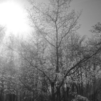 Black And White Tree with the sun