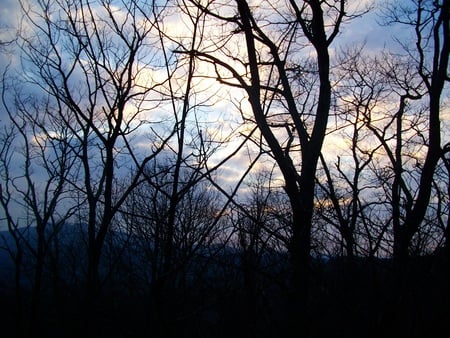 Colorful Sky - colors, trees, sun, sky