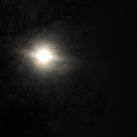 Moon and Trees