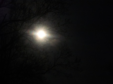 Moon and Trees - moon, sky, trees