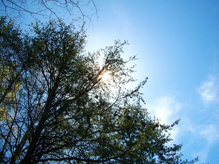 Trees in the sky - sky, trees, sun