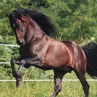 Thoroughbred Spanish Stallion