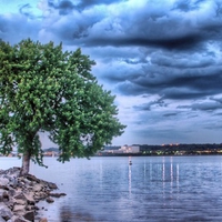 tree and lake 