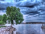 tree and lake 