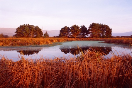 brown nature  - brown-nature-