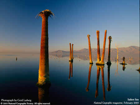  trees in lake - lake