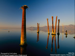  trees in lake