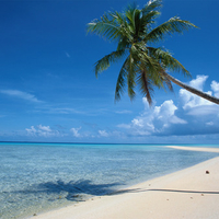 beach tree 