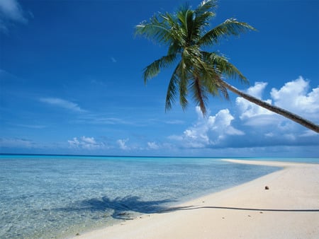 beach tree  - palm tree