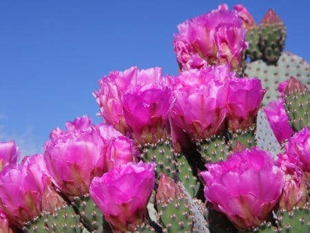 beavertail cactus  - cactus