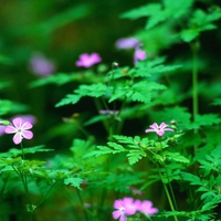 forest flowers 