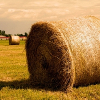 golden haystack 