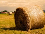 golden haystack 