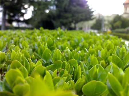 great green  - flowers, plants, great, green