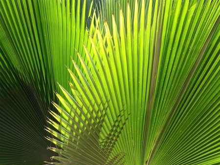 green plant  - leaves, plant, green, flower